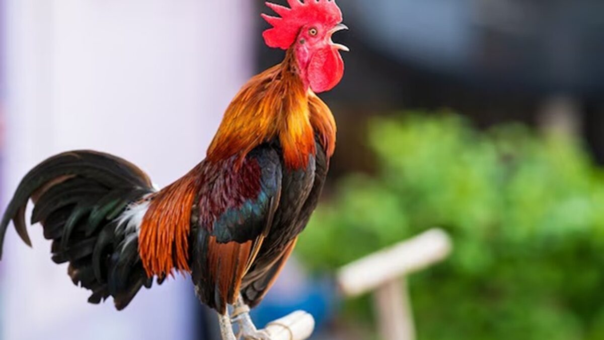 Mulher processa condomínio para manter galo no quintal de casa hábitos matinais da ave causam "poluição sonora"