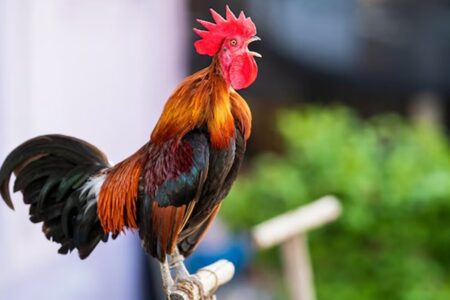 Mulher processa condomínio para manter galo no quintal de casa hábitos matinais da ave causam "poluição sonora"