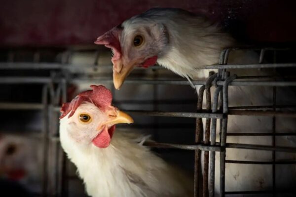 Brasil se autodeclara livre da gripe aviária (Foto: Agência Brasil)