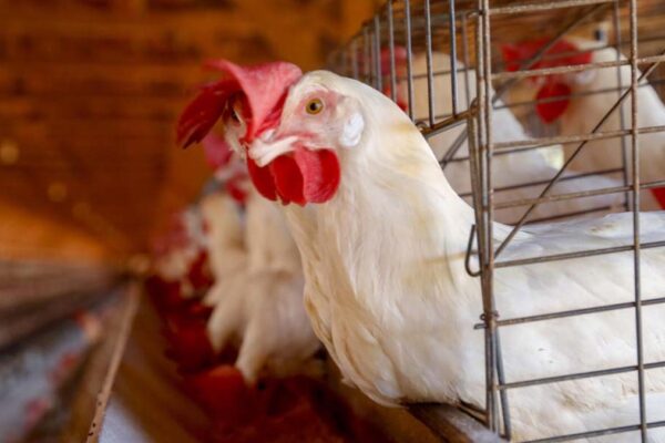 Goiás tem primeiro caso de gripe aviária