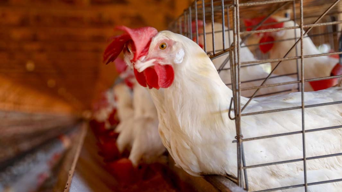 Goiás tem primeiro caso de gripe aviária