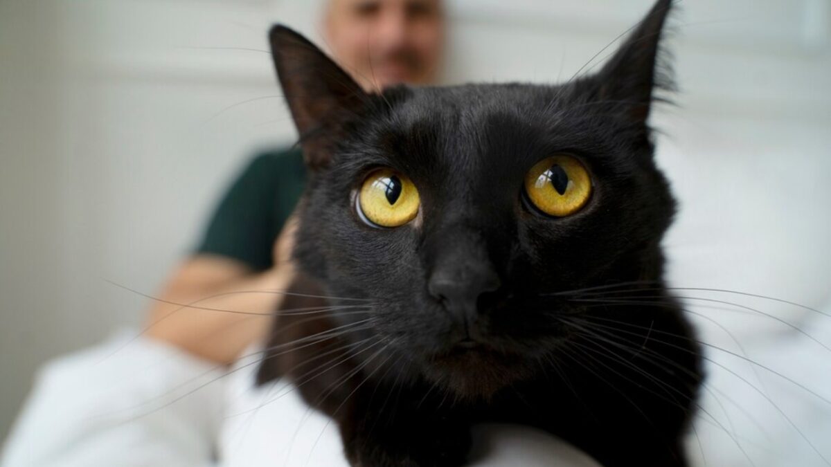 Sexta-feira 13: Gato preto não dá azar e maus-tratos pode dar cadeia Saiba de onde surgiu essa superstição