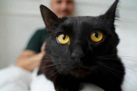 Sexta-feira 13: Gato preto não dá azar e maus-tratos pode dar cadeia Saiba de onde surgiu essa superstição