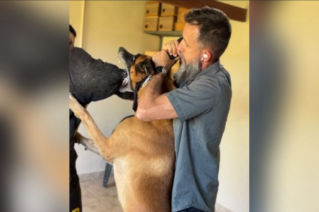 Especialista explica como parar um ataque de pitbull (Foto: Reprodução)