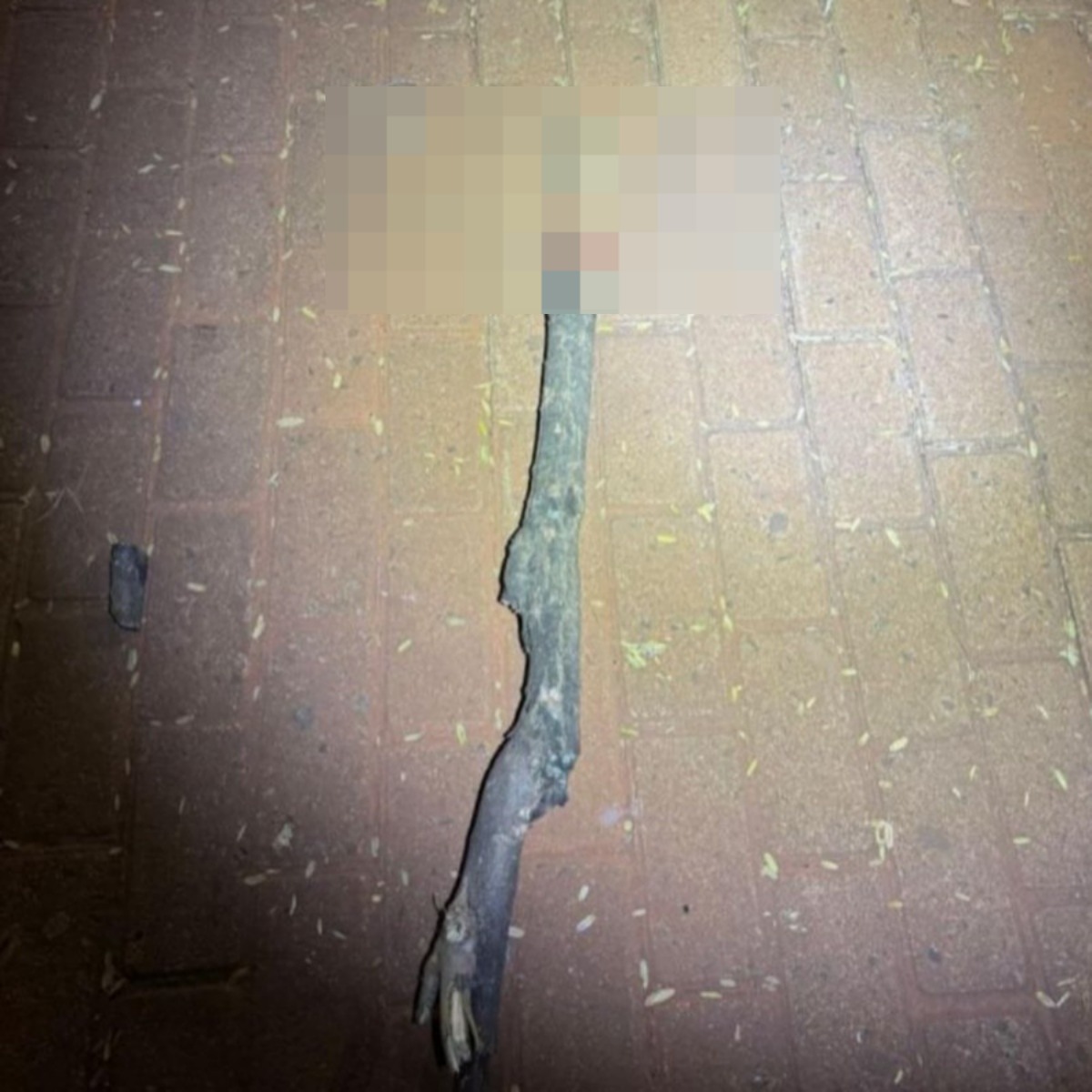 Pedaço de madeira usado na morte da vítima