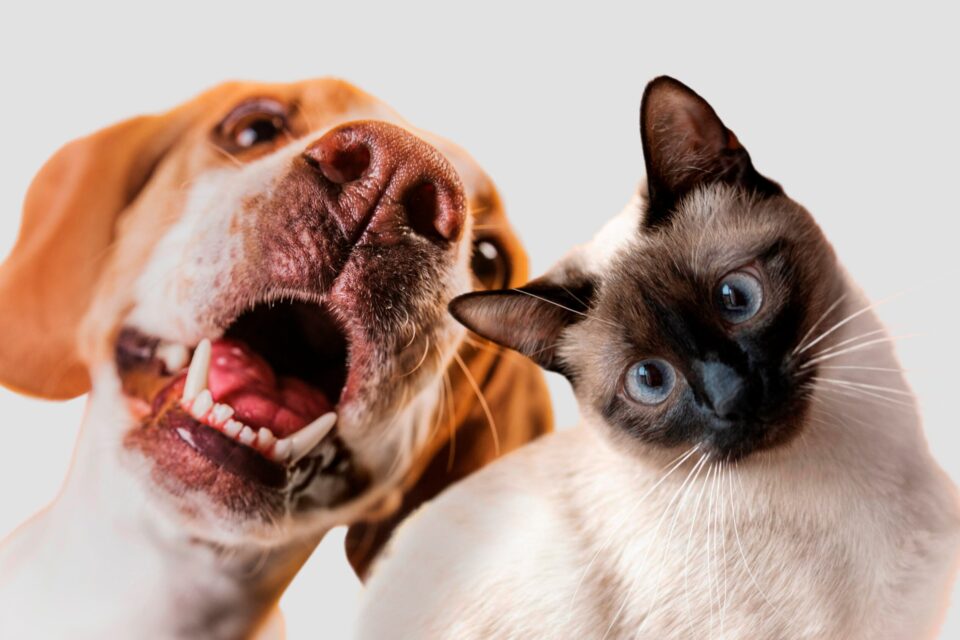 cute-pet-collage-isolated