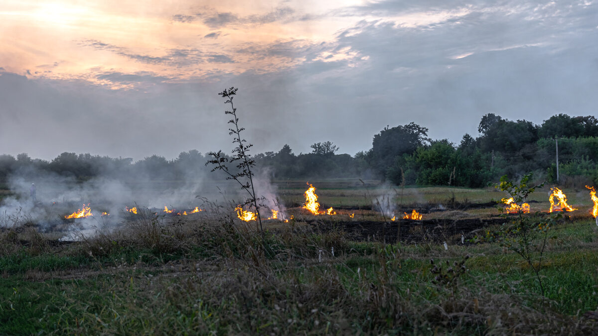 Cimehgo divulga comparativo sobre focos de incêndio em Goiás (Foto: Freepik)