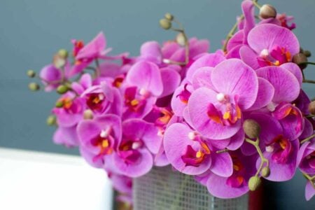 Goiânia recebe exposição regional de orquídeas com entrada gratuita e troca por alimentos orquídeas entre os dias 9 e 11 de outubro