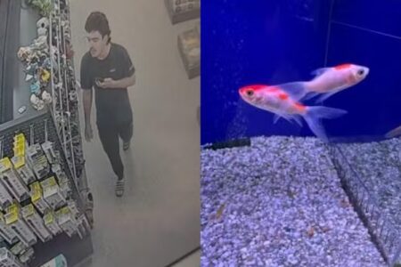 Homem é denunciado após entrar em pet shop, engolir peixe vivo e homenagear Donald Trump polícia investiga