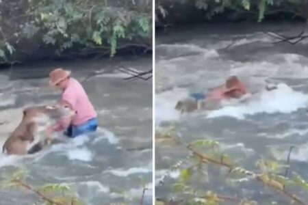 Peão luta contra correnteza para salvar bezerro em rio de Montividiu