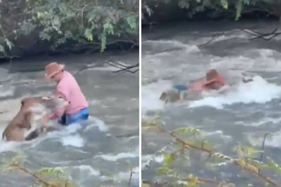 Peão luta contra correnteza para salvar bezerro em rio de Montividiu