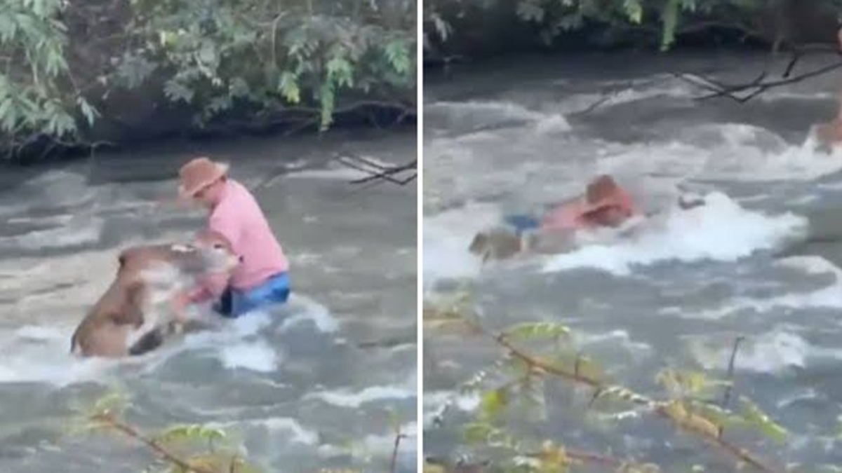 Peão luta contra correnteza para salvar bezerro em rio de Montividiu 1 Peão luta contra correnteza para salvar bezerro em rio de Montividiu