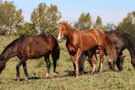 Mapa: fábrica de ração suspeita de causar morte de cavalos tem nova suspensão da produção