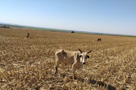 Mais de 80 cabeças de gado morrem de fome em fazenda de Santa Helena de Goiás