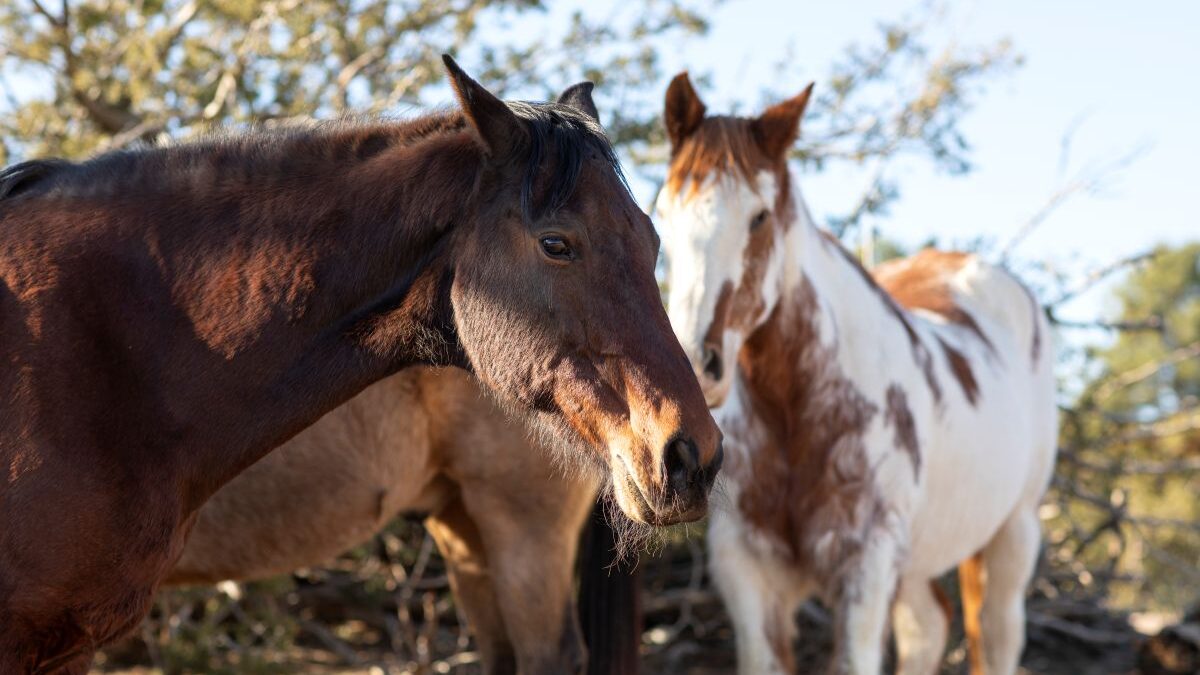 Homem é investigado por vender carne de cavalo (Foto: Freepik)