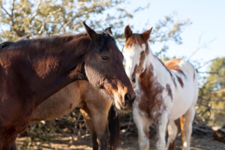 Homem é investigado por vender carne de cavalo (Foto: Freepik)
