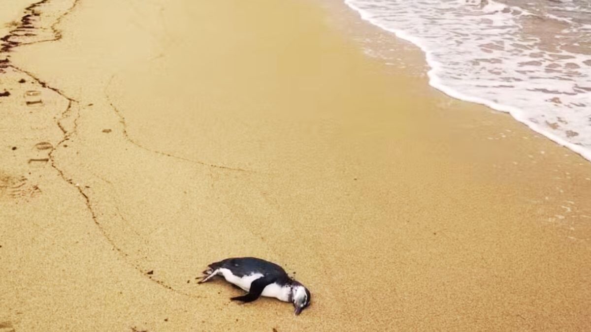 Pinguim encalhado no litoral paulista; 43 estavam mortos — Foto: Divulgação/Instituto Argonauta