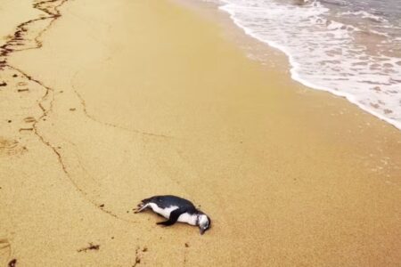 Pinguim encalhado no litoral paulista; 43 estavam mortos — Foto: Divulgação/Instituto Argonauta