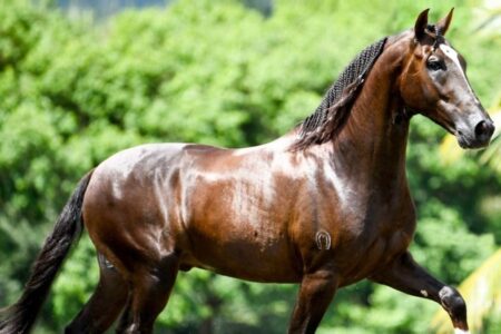 Cavalo de R$ 12 milhões teria morrido após ingerir ração de fábrica de Goiás, diz advogada