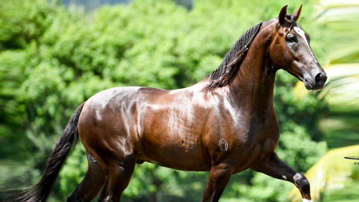 Cavalo de R$ 12 milhões teria morrido após ingerir ração de fábrica de Goiás, diz advogada