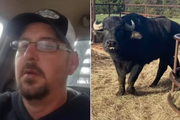 Fazendeiro é morto por búfalos que ele havia acabado de comprar em leilão Animais foram sacrificados pela polícia