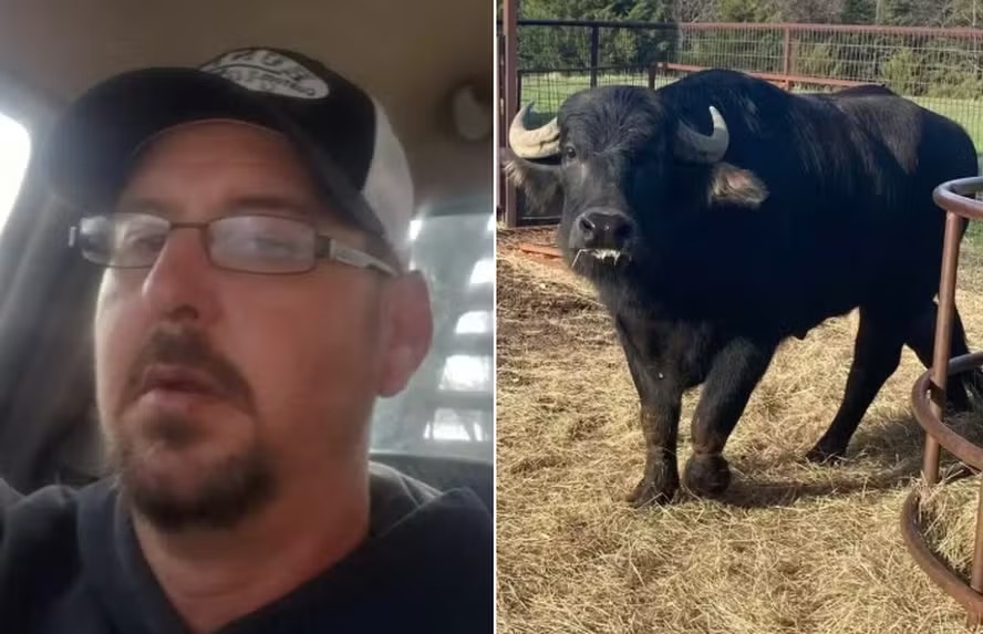 Fazendeiro é morto por búfalos que ele havia acabado de comprar em leilão Animais foram sacrificados pela polícia