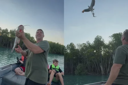 Águia captura peixe lançado no ar durante pescaria na Austrália