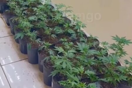 Homem é preso com plantação de maconha em Aparecida de Goiânia Suspeito afirmou ser apenas o cuidador das plantas, que seriam de outra pessoa