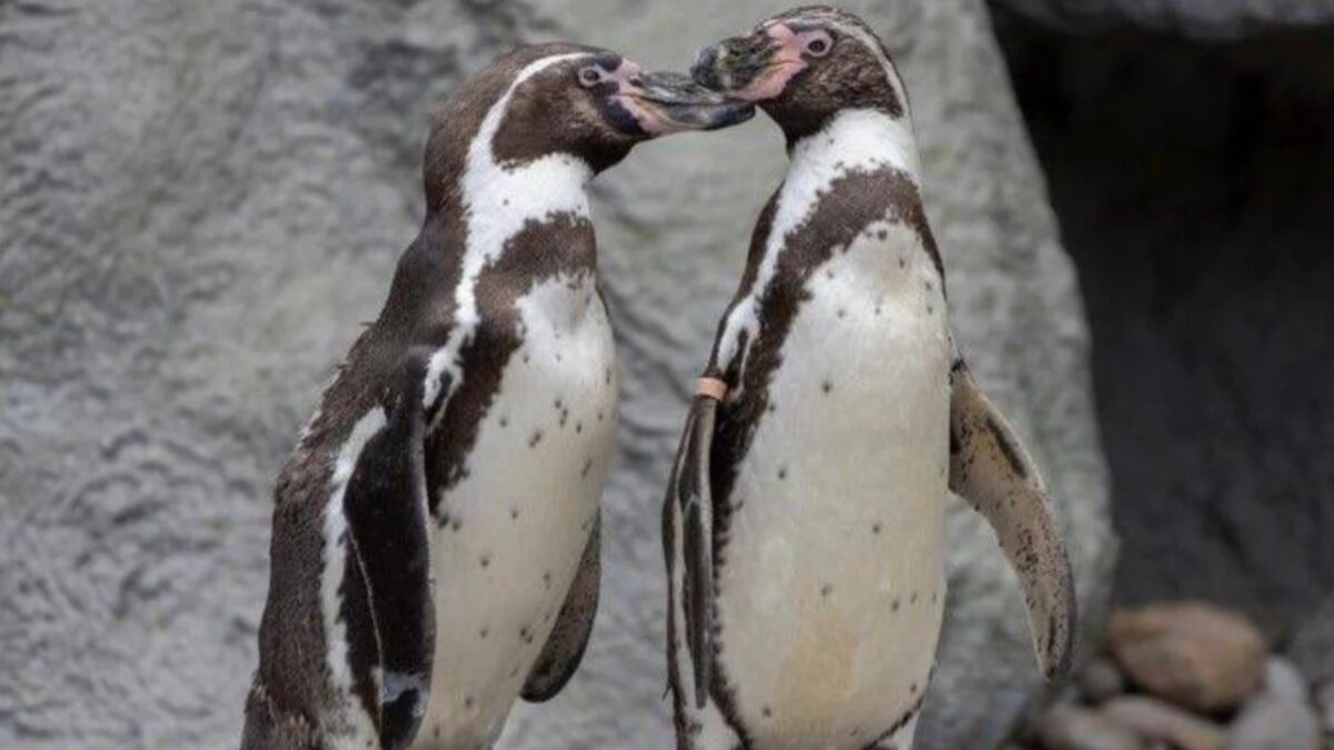 Casal de pinguins machos choca ovo rejeitado e cria filhote em zoológico no Reino Unido Comportamento homossexual entre animais