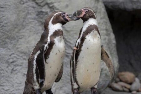 Casal de pinguins machos choca ovo rejeitado e cria filhote em zoológico no Reino Unido Comportamento homossexual entre animais