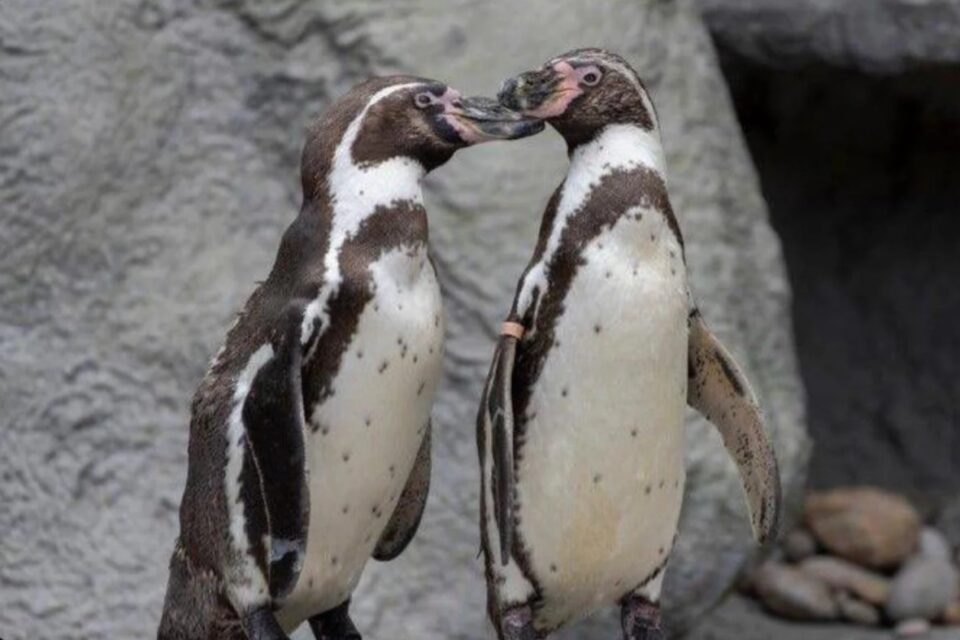 Casal de pinguins machos choca ovo rejeitado e cria filhote em zoológico no Reino Unido Comportamento homossexual entre animais