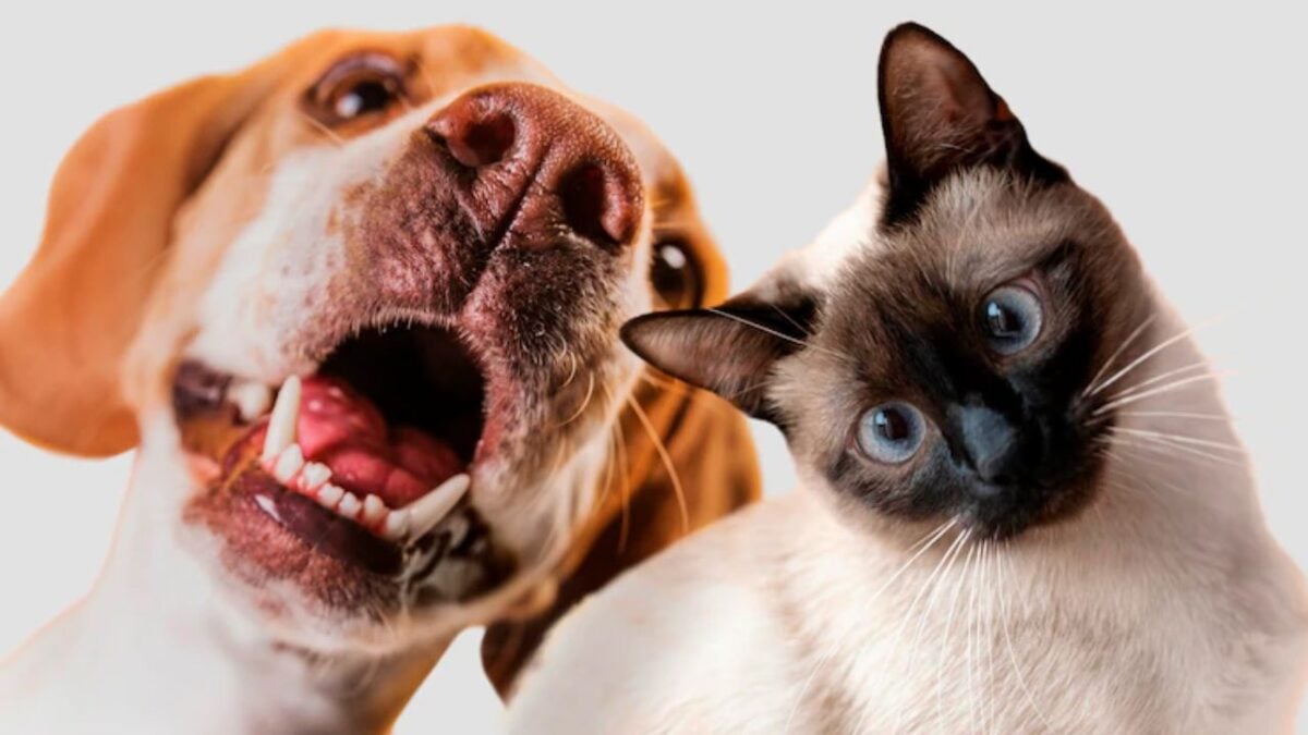 Loja temporária da Shein em Goiânia recebe feira de adoção de animais neste sábado (19) Evento é realizado pela ONG Focinho Caridoso