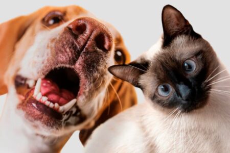 Loja temporária da Shein em Goiânia recebe feira de adoção de animais neste sábado (19) Evento é realizado pela ONG Focinho Caridoso