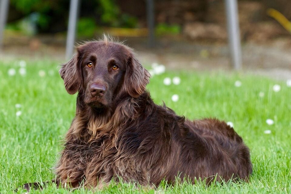 Cachorro no centro da disputa do ex-casal (Foto: Pixabay) Cachorro no centro da disputa do ex-casal (Foto: Pixabay)