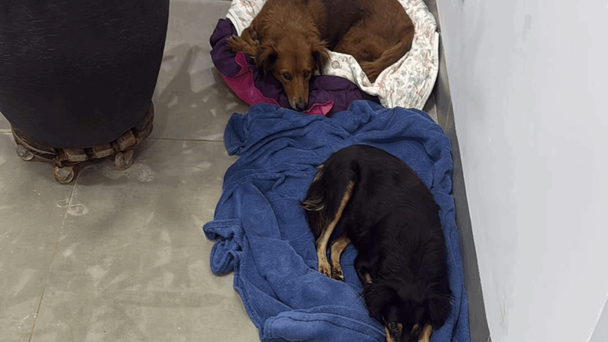 Cães resgatados por moradores (Foto: Reprodução)