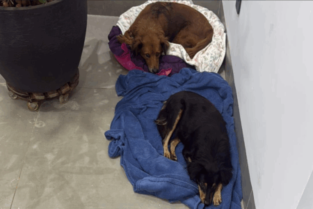 Cães resgatados por moradores (Foto: Reprodução)