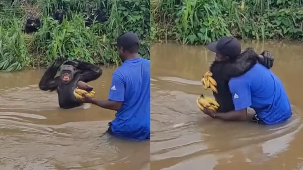 Chipamzé abraça antigo cuidador ao reencontrá-lo; vídeo Cena aconteceu em ilha protegida destinada à recuperação de primatas