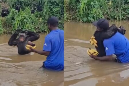 Chipamzé abraça antigo cuidador ao reencontrá-lo; vídeo Cena aconteceu em ilha protegida destinada à recuperação de primatas