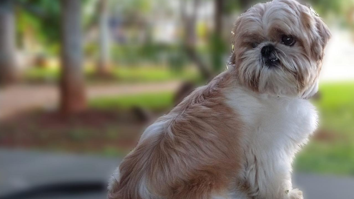 Cão da raça Shih Tzu (Foto: Reprodução)