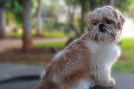 Cão da raça Shih Tzu (Foto: Reprodução)