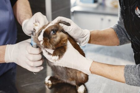 Câmara aprova projeto que proíbe uso de animais em testes de cosméticos métodos alternativos são mais éticos e eficazes atualmente