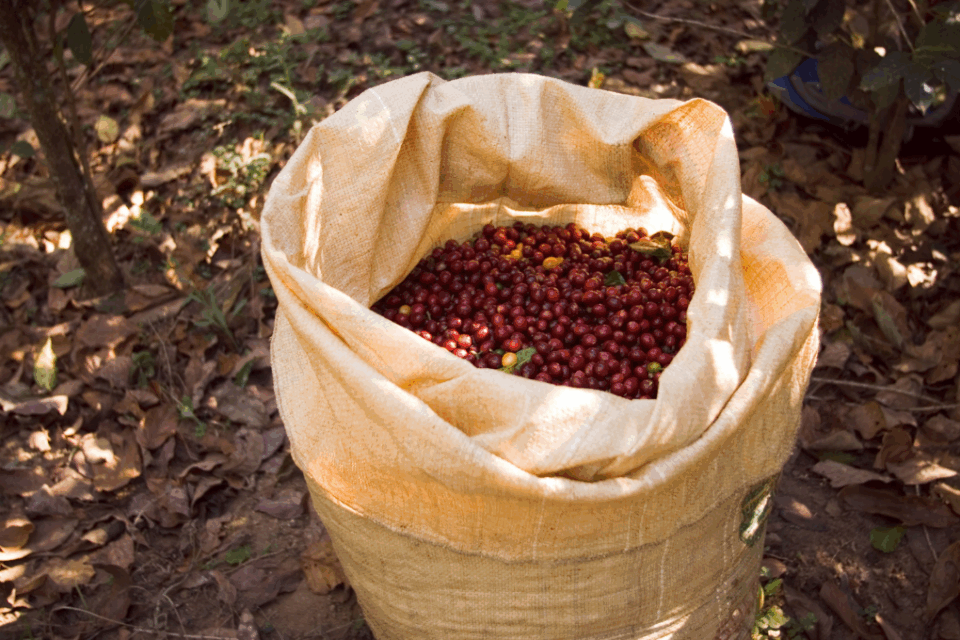 Grupo é preso suspeito de furtar mais de uma tonelada de café em Campo Alegre de Goiás