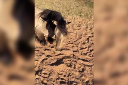 Fábrica de ração investigada por mortes de cavalos suspeitou de sabotagem, em maio