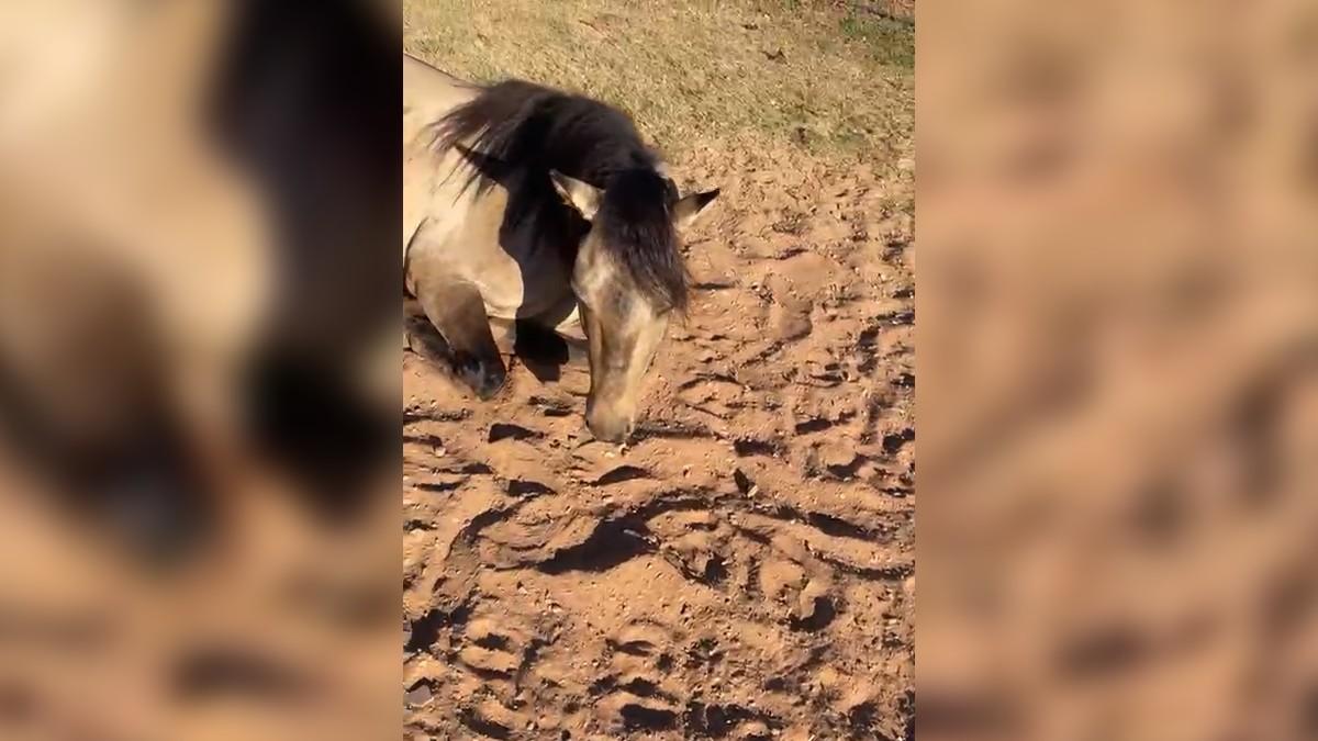 Fábrica de ração investigada por mortes de cavalos suspeitou de sabotagem, em maio