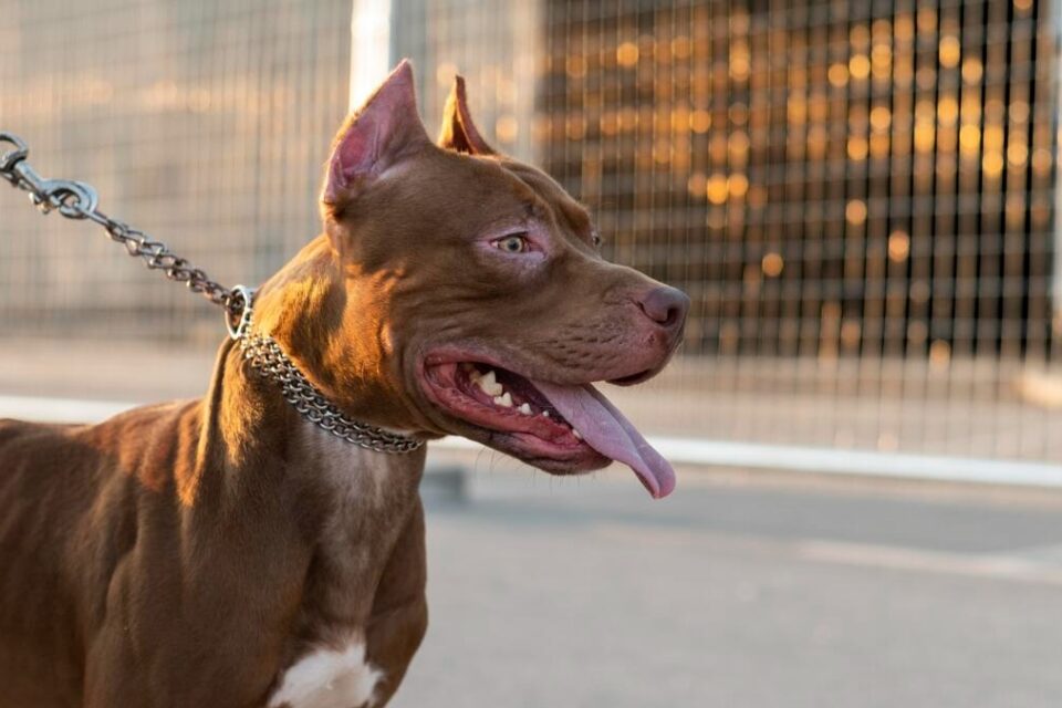 Polícia Civil investiga morte de pit bull em Mineiros