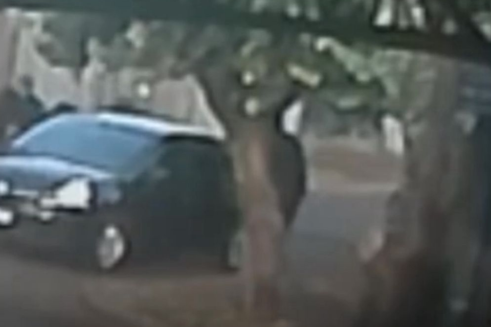 Criminosos tentam se esconder em árvore, mas morrem em confronto com a polícia em Quirinópolis