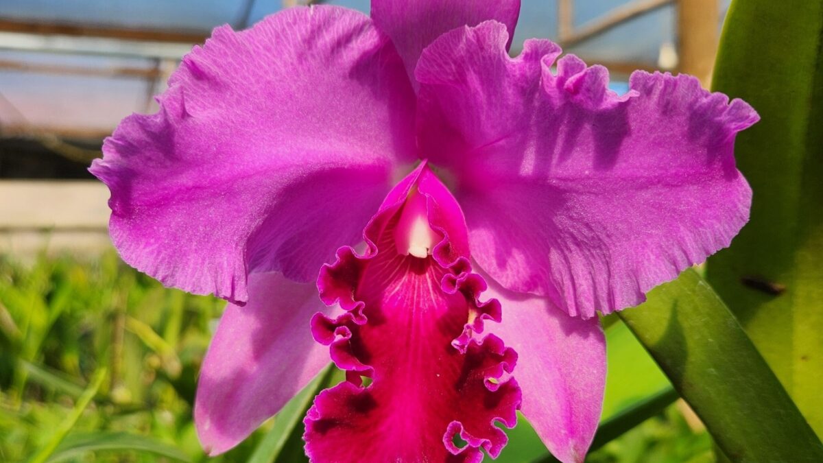 Bosque dos Buritis sedia exposição nacional de orquídeas em Goiânia 1kg de alimento não perecível poderá trocar por uma muda da planta