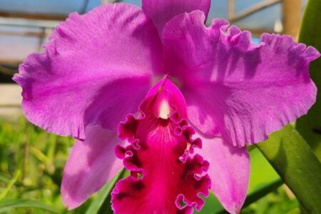 Bosque dos Buritis sedia exposição nacional de orquídeas em Goiânia 1kg de alimento não perecível poderá trocar por uma muda da planta