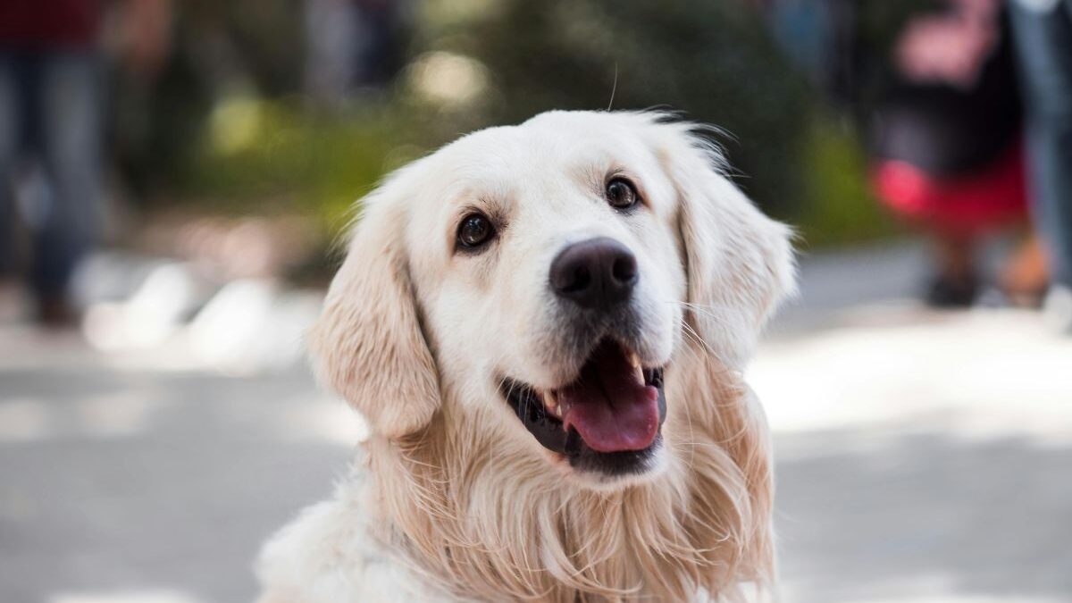 Pesquisa revela os dez nomes mais comuns para cães e gatos no Brasil (Foto: Pexels)