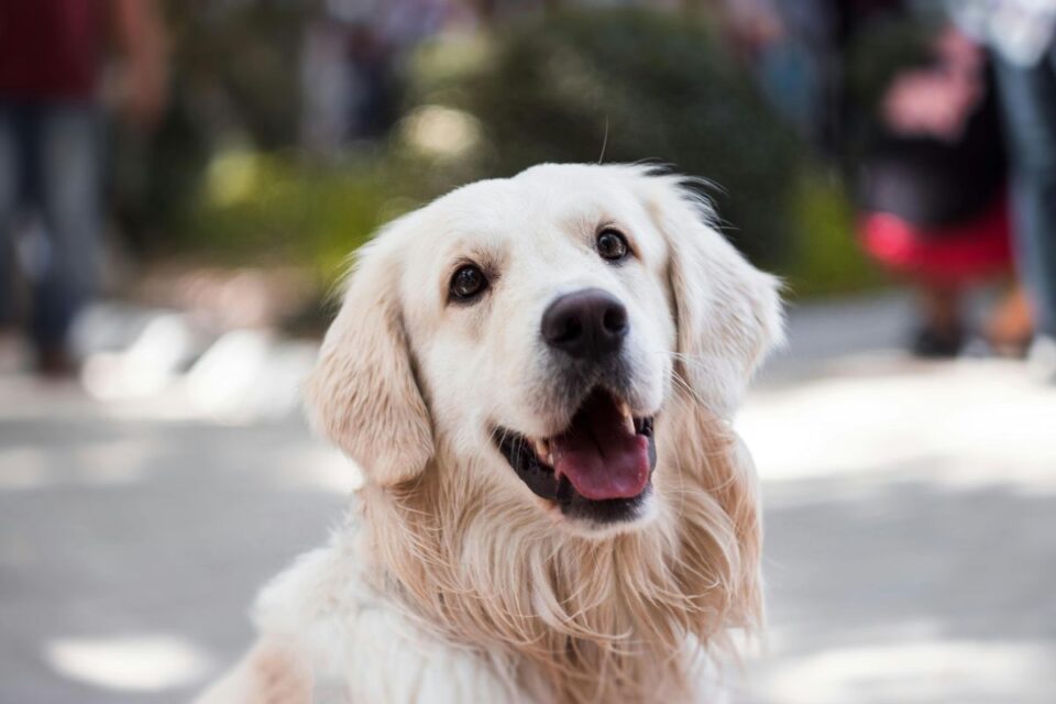 Pesquisa revela os dez nomes mais comuns para cães e gatos no Brasil (Foto: Pexels)